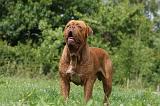 DOGUE DE BORDEAUX 249